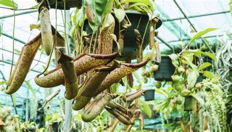 Check spelling or type a new query. Caring for the Pitcher Plant | Garden Guides