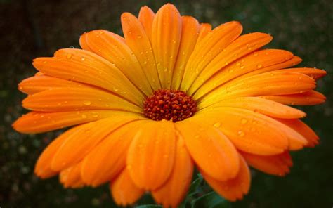 The navy blue hues will make you feel nothing but peace and serenity when admiring this floral focal wall in your home. Flowers Orange Gerbera Desktop 2560x1600 Hd Wallpape : Wallpapers13.com