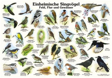 ✅ von 90 künstlern ✅ und viele weitere ideen. Einheimische Singvögel - Feld, Flur und Gewässer | 50x70 ...