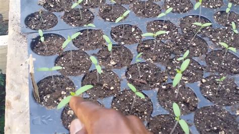 To tomato seeds germinate rapidly, the optimum temperature is 21 ° c, and seedlings germinate after about 5. Update #4 |Starting your own tomato seedlings | - YouTube