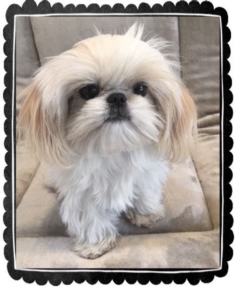 Maybe you would like to learn more about one of these? Shih Tzu Breeder - Chinese Imperial and Teacup Female Dogs ...