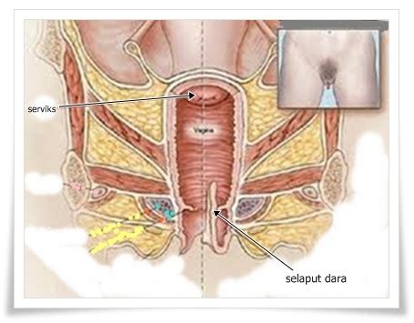 Kepada wanita yang sudah berkahwin, dikatakan akan mempunyai kulit yang lebih lembut dan mempunyai 3. Sains Bersama Cikgu Munirah: Lanjutan:: Sistem Pembiakan