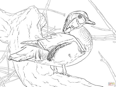 Discover our 1,500+ free adult coloring pages to download in pdf or to print : Download Wood Duck coloring for free - Designlooter 2020 👨‍🎨