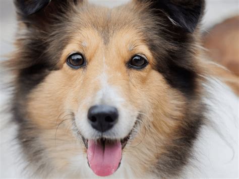 Lancaster puppies has your shetland sheepdog for sale. Best Quality Shetland Sheepdog Puppies For Sale In ...