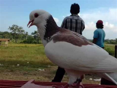 Gambar selanjutnya dari kumpulan sketsa ini adalah burung merak. Gambar Burung Dara Yang Bagus - Gambar Burung