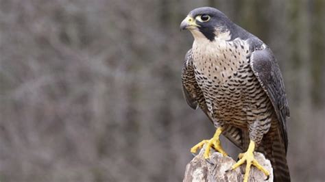 Das markanteste merkmal des wanderfalken sind wohl seine rasanten flugmanöver, mit denen er seiner beute hinterherjagt. Wanderfalke im Sturzflug: Atemberaubende Geschwindigkeit