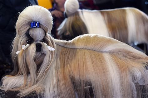 Don't blame the dogs if they look a little confused: Westminster Kennel Club Dog Show 2015: Pampered pooches ...