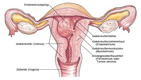 Vaginalverkehr (von lateinisch vagina, deutsch scheide und verkehr aus geschlechtsverkehr, coitus per vaginam) ist ein sexualakt, bei dem ein erigierter penis in die vagina eingeführt wird. Endometriumpolypen, Gebärmutterpolypen - eesom ...
