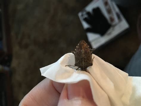 Brown marmorated stink bugs can be a contamination issue for grapes because the presence of a few adults at crush can taint wine. Brown marmorated stink bug - PEST CONTROL CANADA