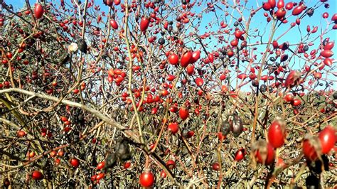 กรมอุตุฯ ห่วงสุขภาพ ไทยอากาศหนาวเย็น ยาวถึง 6 ม.ค. เก็บผลไม้หน้าหนาวกินสดๆ ข้างทาง # อิ่มจัง ตังค์อยู่ครบ ยัง ...