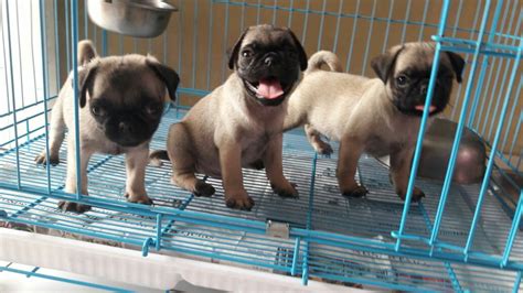 Maybe you would like to learn more about one of these? Anjing Pug - Perilaku, Ciri Dan Cara Merawat - BULU KUCIING