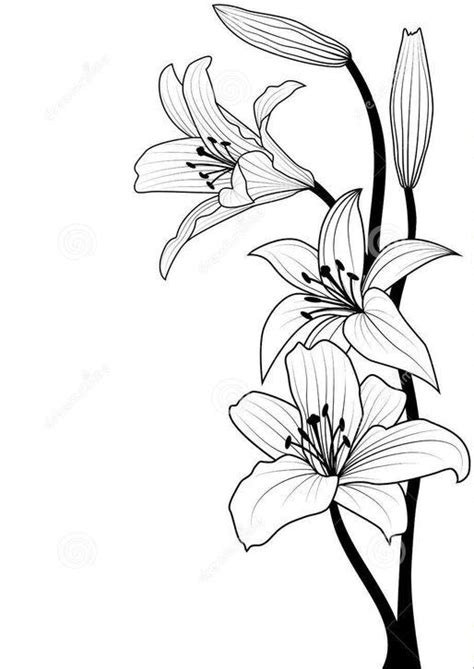 Over 728 tiger lily pictures to choose from, with no signup blooming spring and summer golden floral frame. 百合花手繪線稿，畫好花卉的必備資料 - 每日頭條