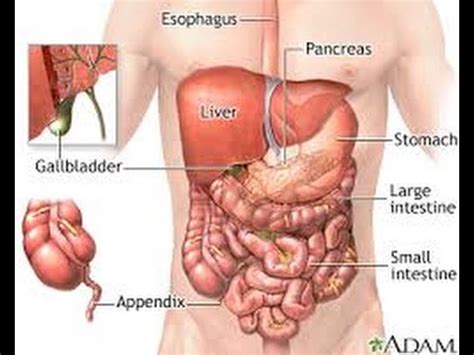 Additional symptoms may include fever, nausea and/or vomiting, and painful or stinging urination. Ja cilat janë 6 organet e trupit pa të cilat mund të ...