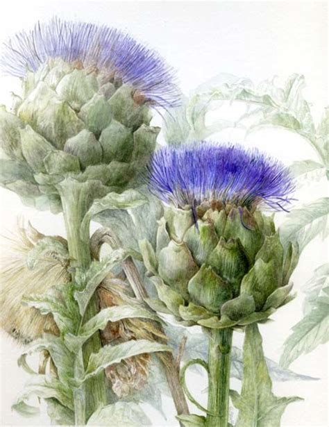 Elaine Searle / Artichoke | Botanical drawings, Botanical ...