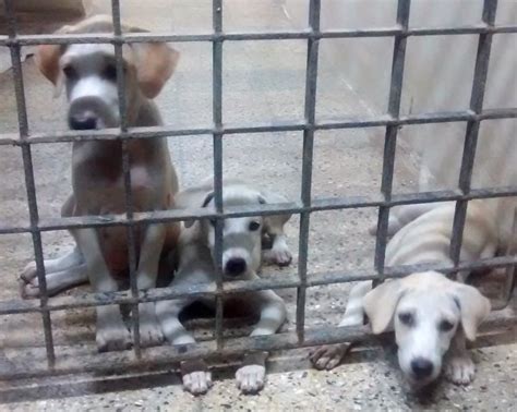 German shepherd or golden retriever or labrador retriever puppies or siberian husky or mastiffs puppies. Need Pet Dog For Free Adoption In Chennai - PetsWall