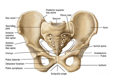 The pelvic floor creates a muscular wall within the bony structure of the pelvis, with hiatuses other muscles of the pelvic floor. Hip - Osteopathy Singapore