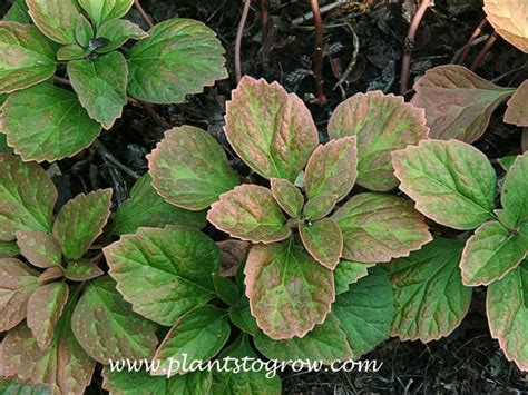 Pachysandra terminalis is a perennial woody evergreen member of the pachysandra genus in the family buxaceae. Allegheny Spurge (Pachysandra procumbens) | Plants To Grow ...