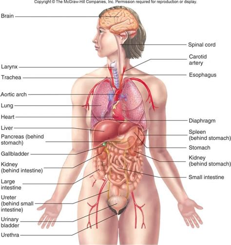 Diagram human internal organs human organs internal human diagram organs human internal organs diagram symbol element infographic icon business background chart presentation template information data organ infographics colorful concept layout circle decoration health banner icons. Human Organs Drawing at GetDrawings | Free download