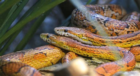 El motivo por el cual tan pocas personas han recibido la segunda dosis de la vacuna es que el margen para administrarla es muy amplio, pudiendo llegar a los 3 meses. Sexo en los reptiles: Un juego entre los genes y la ...