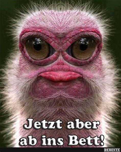 Ab ins bett sonst stirbt ein einhorn neue nicht ganz legale. Jetzt aber ab ins Bett! | Lustige Bilder, Sprüche, Witze ...
