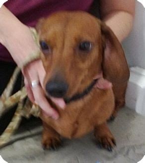 Josie is an old gal who is really sweet and affectionate. Colorado Springs, CO - Dachshund. Meet Rusty a Pet for ...