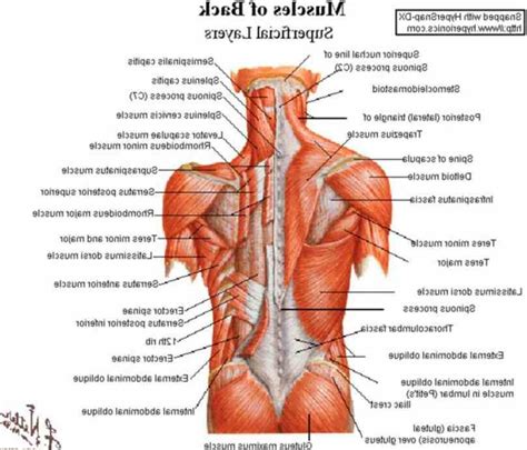 The trapezius and latissimus dorsi muscles connect the upper limb to the vertebral column. the diagram pinterest backs human lower Lower Back Muscle ...