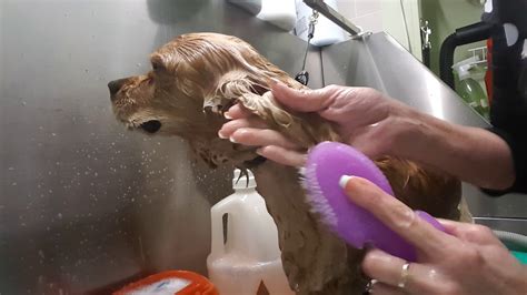 See full list on wikihow.com Soft scrub greasy Cocker Spaniel ears - YouTube