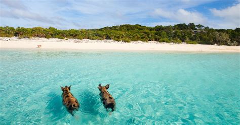 Das resort liegt an einem 8 km langen strand und verfügt über einen eigenen golfplatz. Bahamas Urlaub: Bucht jetzt eure Reise ins Karibik-Paradies