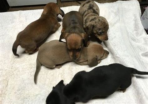 Why buy a dachshund puppy for sale if you can adopt and save a life? Miniature Dachshund Puppies For Sale | Saint Paul, MN #162868