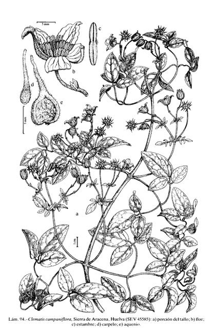 With its beauty of form, variety of colouring and generous. Flora Vascular - Toda la información detallada sobre la ...
