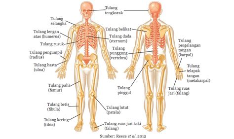 Check spelling or type a new query. MACAM MACAM TULANG PADA SISTEM RANGKA MANUSIA | sainsblog17