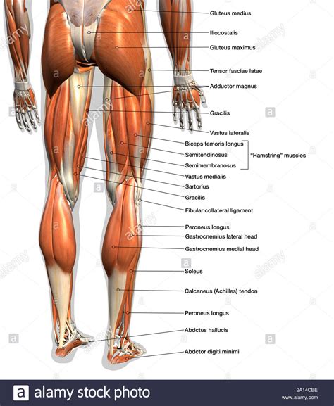 A muscle of the anterior thigh originating on the iliac spine and upper margin of the acetabulum and inserted in the tibial tuberosity by way of the patellar ligament. Labeled anatomy chart of male leg muscles, on white ...