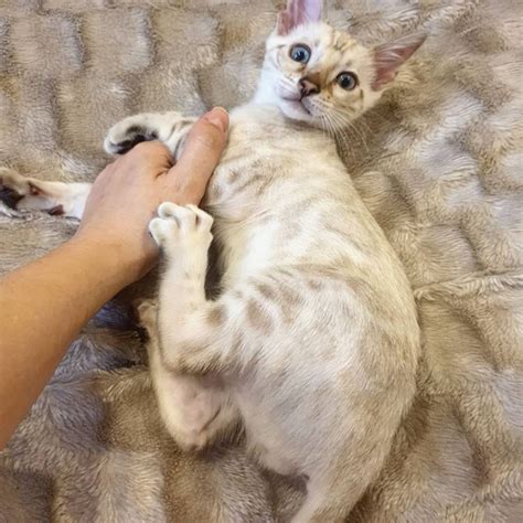 We offer a health guarantee on all of our kittens. silver bengal kittens for sale ,silver bengal ctas ,bengal ...