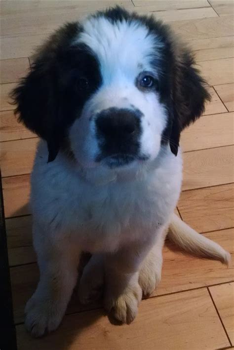 Explore @helpinglostpets twitter profile and download videos and photos help is free, map based & worldwide, use this link to list your lost or a found pet: Lost, Missing Dog - Saint Bernard - Exeland, WI, USA 54835 ...
