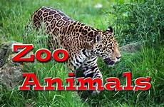 zoo animals kids animal videos learning many children choose board