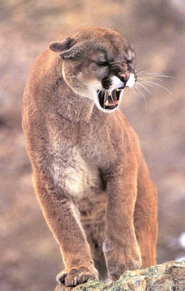 We did not find results for: 523 best images about Mountain lions on Pinterest | Cats ...