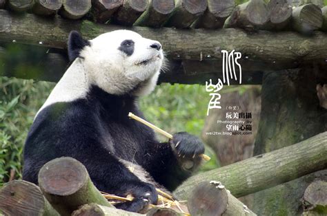 The site owner hides the web page description. 3.3 台北木柵動物園 玩美出攝 望雨心隨的旅遊攝影紀錄