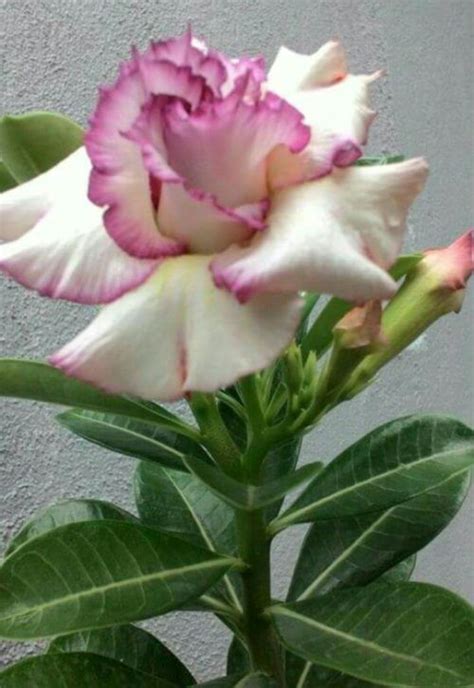 Jalapa blanca enredadera flores plantas y sus nombres. Pin de Regina Emi Miura Machado em Rosa do Deserto | Rosa do deserto, Flores exóticas, Flores ...