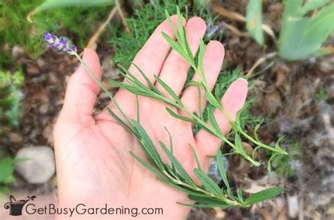 You live surrounded by fabric. How To Dry Lavender From Your Garden | Lavender leaves ...