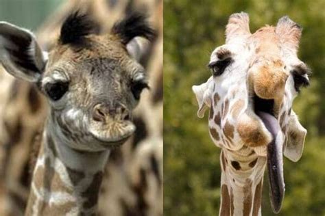 Leider hat er nicht lange gelebt :(. Do Animals Have Down Syndrome? Here Are 14 Beautiful ...