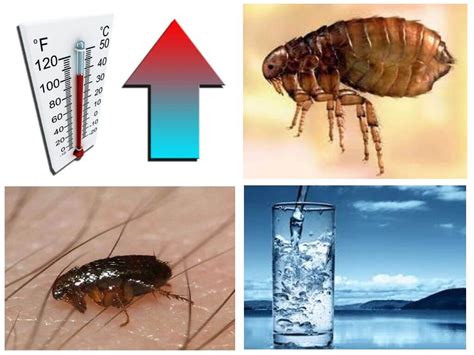 Interessanterweise belegt schlaf auf der überlebensskala sogar den dritten platz: Bei welcher Temperatur sterben Flöhe und ihre Eier ab