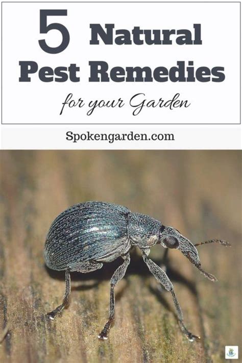 A few species of caterpillars are omnivores because they are entomophagous (eating charles t. 5 Natural Pest Remedies for Your Garden | Plant pests ...