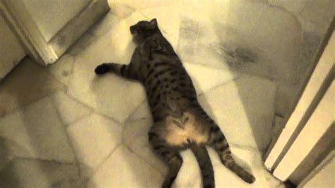 Cat sleeping with all 4 legs pointing up - YouTube