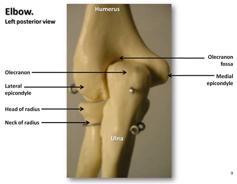 This useful anatomy and injuries of the shoulder anatomical chart shows the bones, muscles, ligaments, veins and arteries of the shoulder. Bones of the elbow, posterior view with labels - Appendicu ...