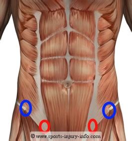 Muscles of the abdomen and lower limbs. Learn About Lower Abdominal Exercises - Sports Injury Info