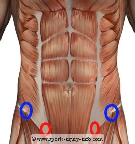 The five muscles in the abdominal wall are divided into two groups. Learn About Lower Abdominal Exercises - Sports Injury Info