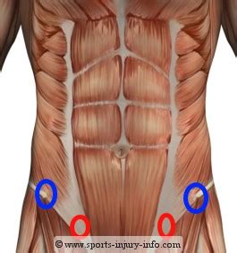 The abdominal internal oblique muscle, also internal oblique muscle or interior oblique, is an abdominal muscle in the abdominal wall that lies below the external oblique muscle and just above the transverse abdominal muscle Learn About Lower Abdominal Exercises - Sports Injury Info