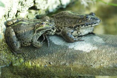 Maman baise avec un jeunot en rut. Des crapauds en rut bloquent la route