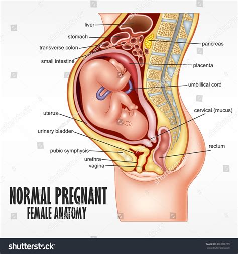 Body diagrams during pregnancy nora •. Normal Pregnant Female Anatomy Stock Vector 406004779 ...