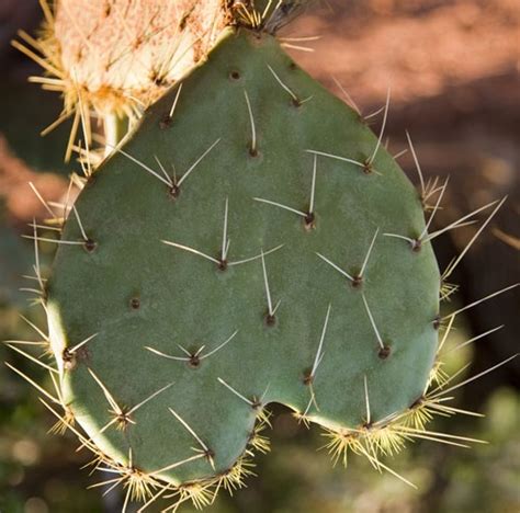 While the effort has so far proven effective in thwarting thieves, it has been a rare bright spot in a problem that avoid buying cactus from international sellers without a permit from the convention on international trade. The Weekly Review: August 14 - 20 - The Grouchy Editor